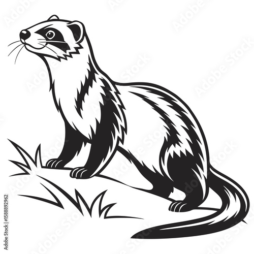 Ferret with patterned fur standing in grass, black and white