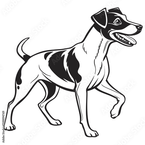A playful jack russell terrier dog walking