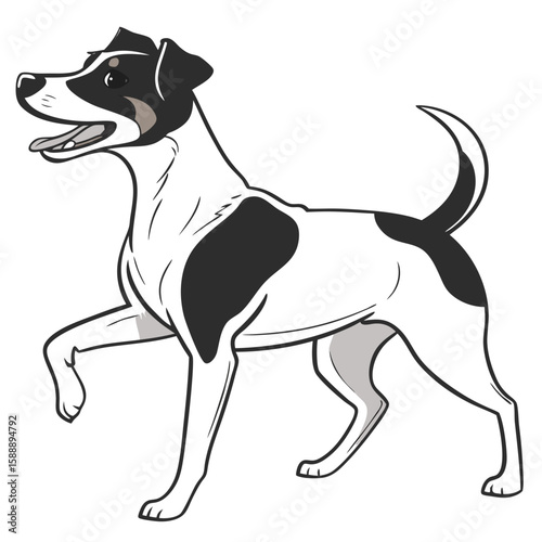 A playful jack russell terrier dog walking