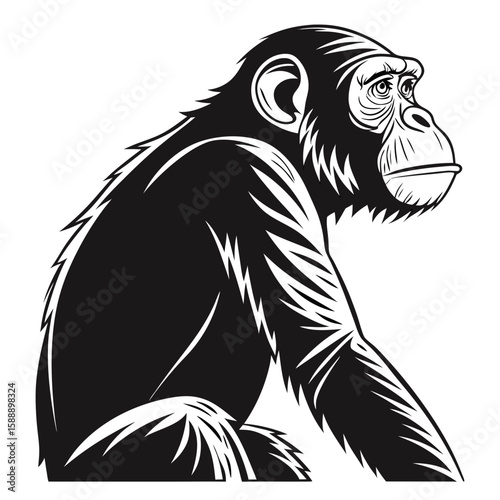 A chimpanzee sitting in profile