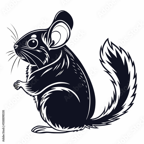 A chinchilla sits on a white background, looking to the side