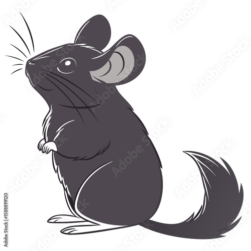 A cute grey chinchilla standing on a white background