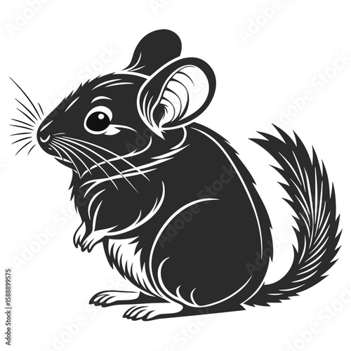 A cute grey chinchilla standing on a white background