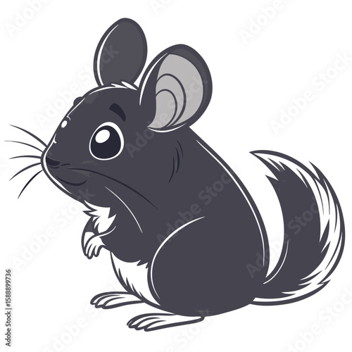 A cute grey chinchilla standing on a white background