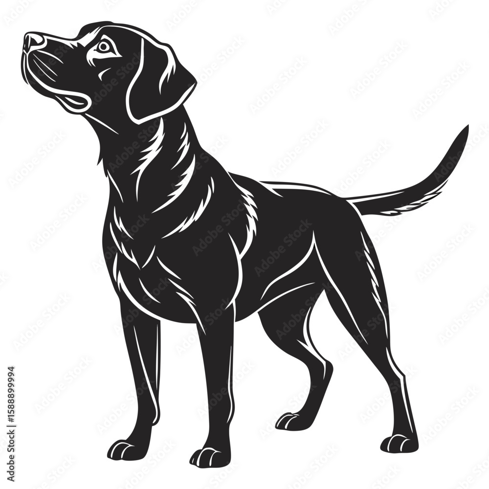 Fototapeta premium Black labrador retriever standing profile illustration
