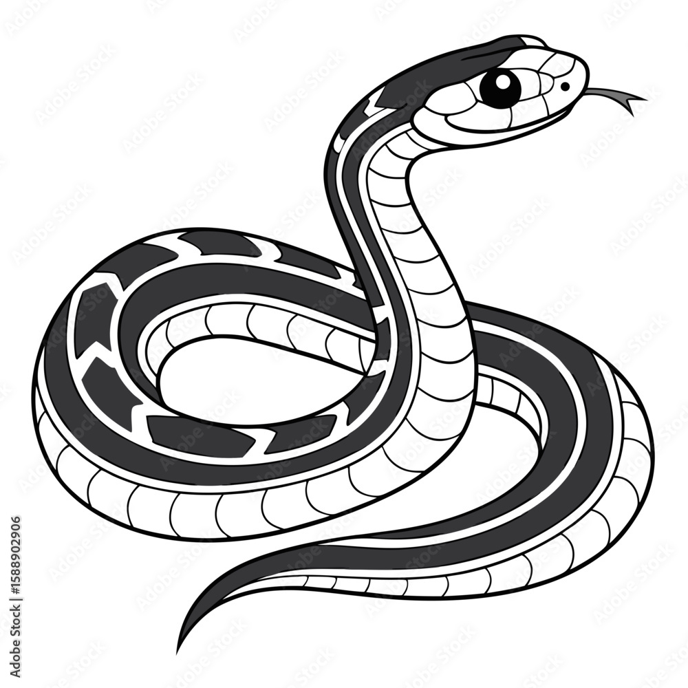 Fototapeta premium A garter snake coiled and ready to strike