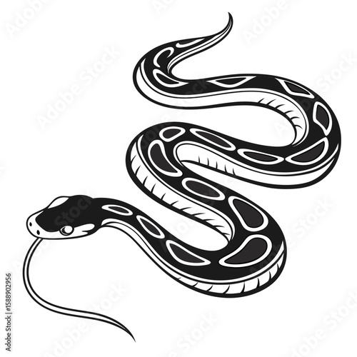 A boa constrictor slithering with its tongue out