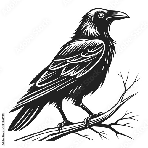 A detailed illustration of a crow perched on a branch