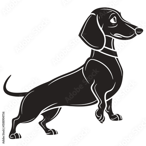 Black dachshund dog with a collar on a white background
