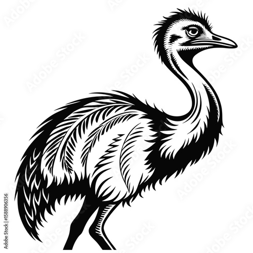 Close up of an emus head and ornate feathered body