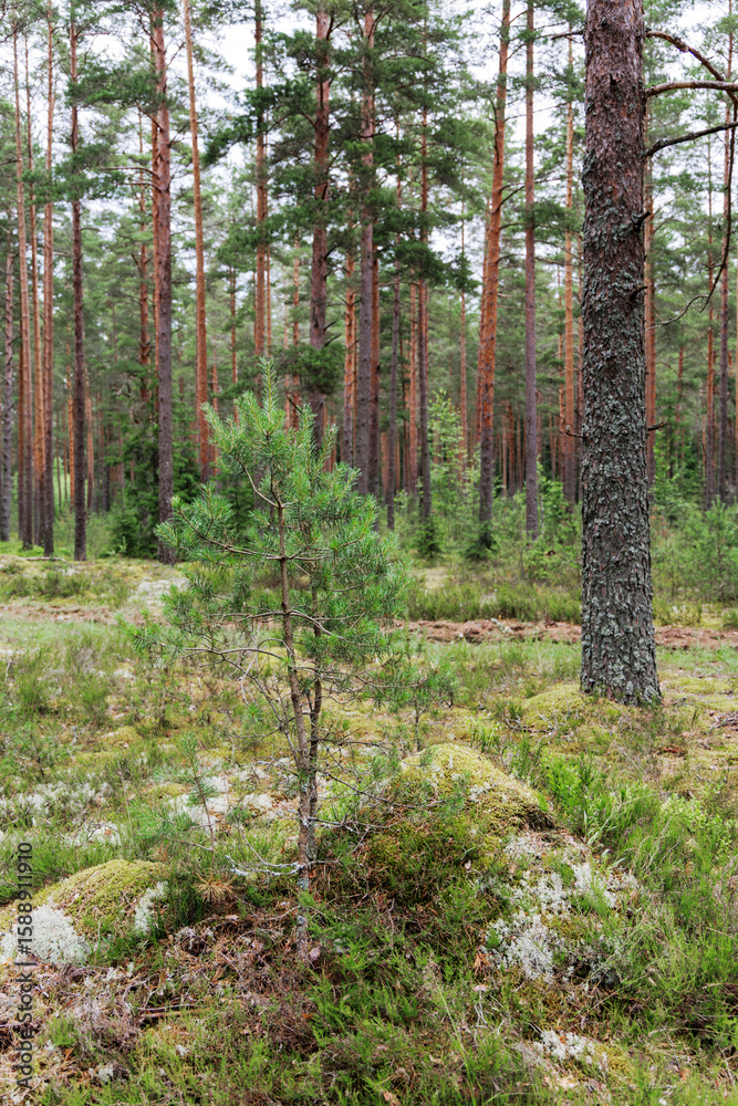 Fototapeta premium Title: Young Pine Tree in Forest