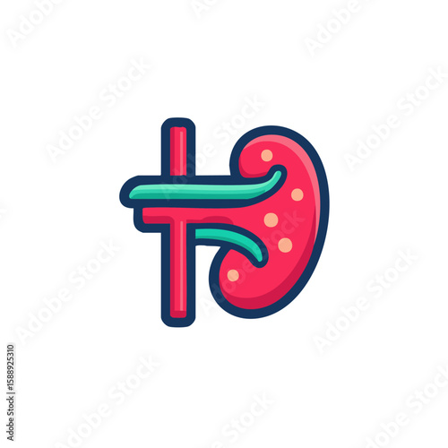 Kidney anatomy illustration medical diagram for healthcare education