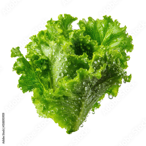 Fresh, vibrant head of crisp green lettuce, covered in water droplets
