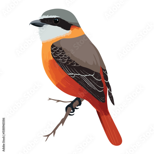 vector illustration of a bird