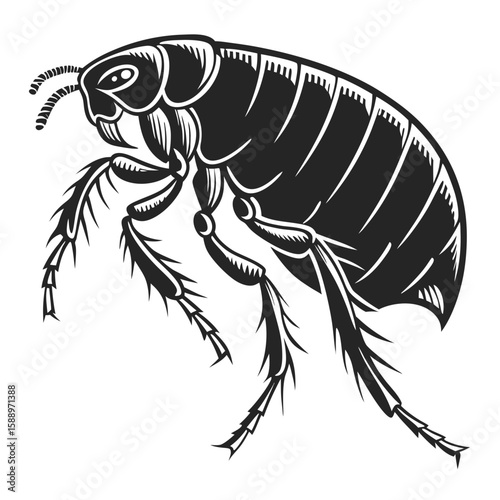 Detailed illustration of a black flea insect