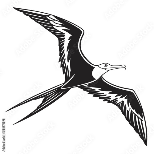 Frigatebird in flight with wings spread, isolated on white background