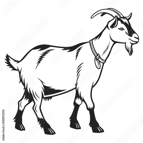 A goat with a collar on a white background
