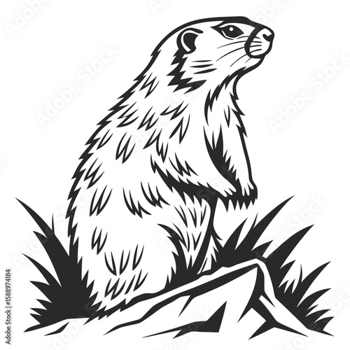 A curious groundhog sitting on a rock with grass