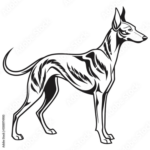 Artistic sighthound dog illustration, isolated on white