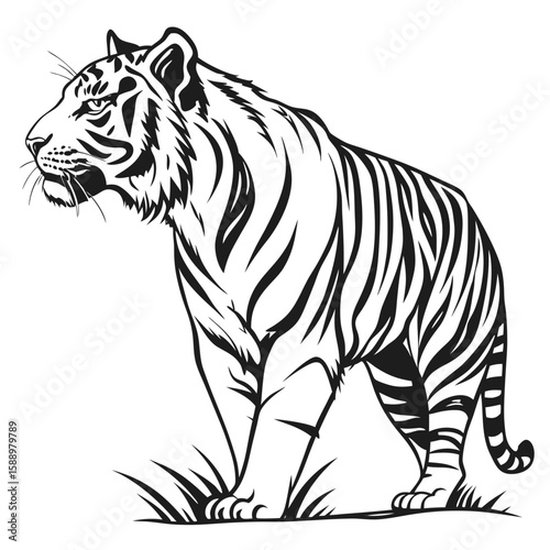 A majestic tiger standing alert on grass isolated on white background