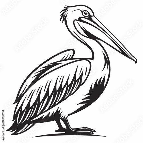 A pelican bird standing with its long beak