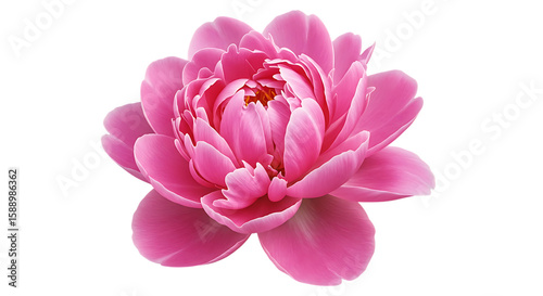 Pink Peony Flower Isolated on White Background