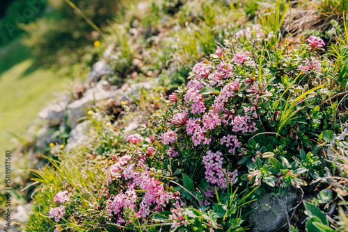 Fototapeta Blooming alpine flowers on a sunny mountain slope, surrounded by fresh green grass and rocks