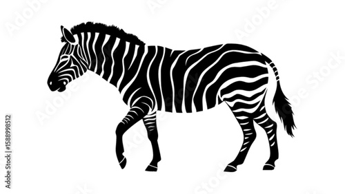 Zebra illustration black and white animal wildlife africa safari mammal equine stripe zoo design graphic art