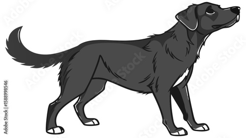Black labrador retriever dog illustration for pet lovers and animal enthusiasts graphic design vector art