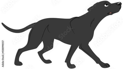 Illustration of a black labrador retriever dog breed walking with its head up looking for something outside