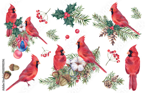 A set for Christmas and New Year made of cardinal birds, mistletoe berries, holly, fir branches and cones. A wreath of pine branches with a winter bird. Watercolor illustration hand painted