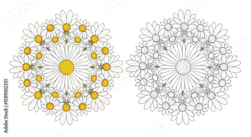 Serene Chamomile Floral Mandala Coloring Page in Vibrant Full Color and Clean Line Art
