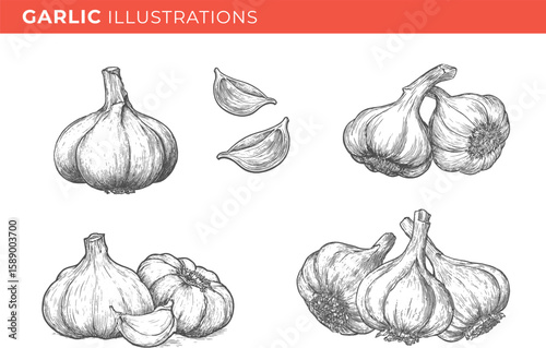 Set illustrations of garlic isolated on transparent background. Vector graphics