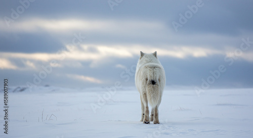 Arctic Wolf Standing in Snowy Winter Wilderness Landscape Outdoors