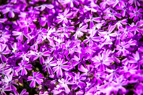 Natural background of small purple flowers
