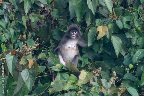 Photos Phayre's leaf monkey (Trachypithecus phayrei), also known as Phayre's langur, is