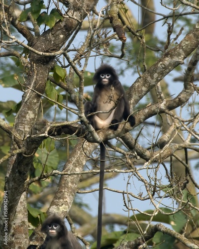 Phayre's leaf monkey (Trachypithecus phayrei), also known as Phayre's langur, is a species of Old World monkey at Dosdewa, Karimganj, Assam, India