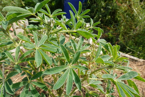 Growing lupine plant with palmate leaves and white flowers