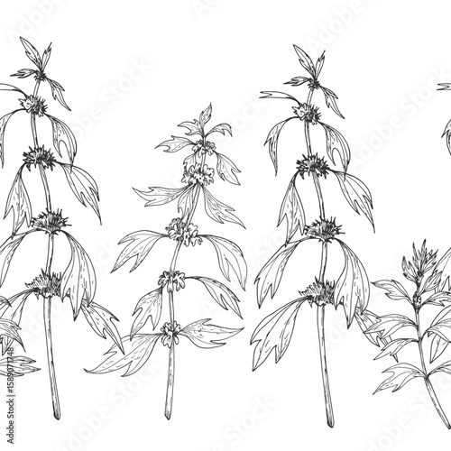 Motherwort branches seamless border.Vector illustrations hand drawn with ink and isolated on white background. Template for label design