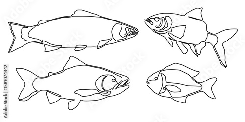 Fish line salmon continuous vector art icon tuna drawing trout seafood. Salmon line fish one simple hand outline illustration water type food hook linear sea fin pond day sketch silhouette logo ocean.
