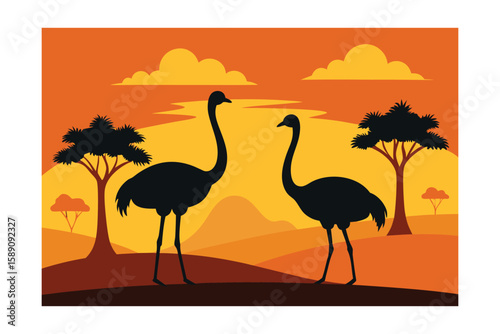 Ostriches Struthio Camelus In Early Morning Light