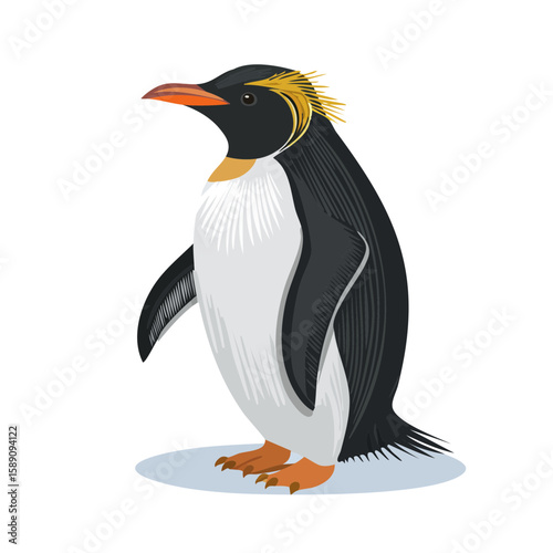Macaroni penguin in vector format. Side view of a standing Macaroni penguin.