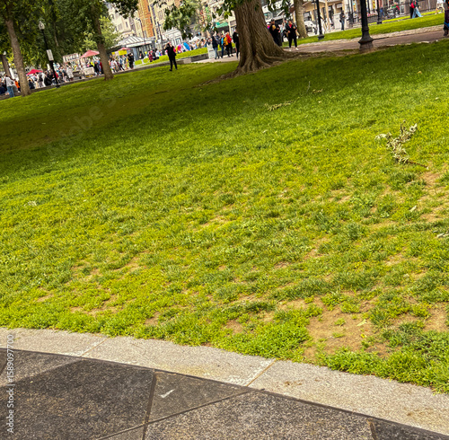Worn grass lawn in urban park with walking path