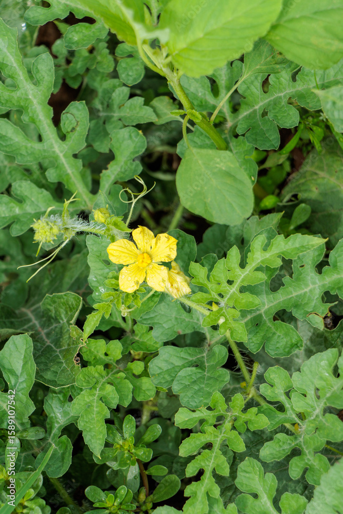畑に育つスイカの黄色い花 畑に育つスイカの黄色い花