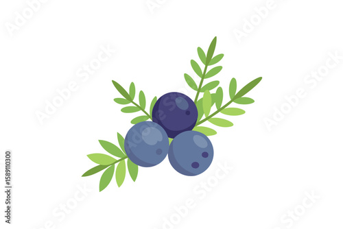 Juniper Berries And Oregano Leaves Soft Watercolor