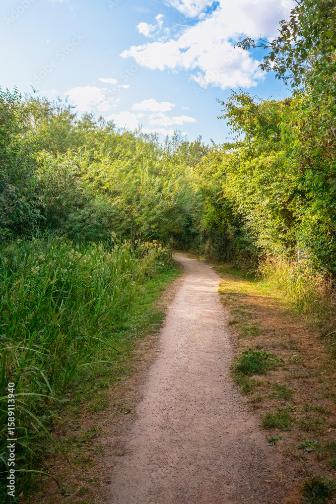 Fototapeta premium Woodland Scenes from Bedworth Sloughs, Warwickshire, July 2024. 