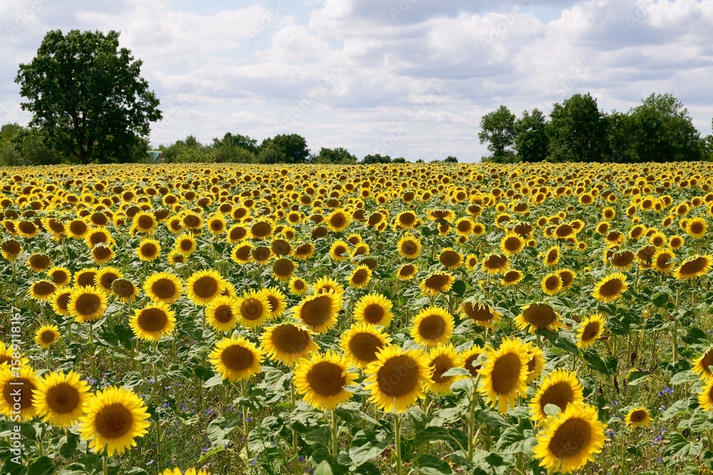 Obraz premium Feld voller Sonnenblumen