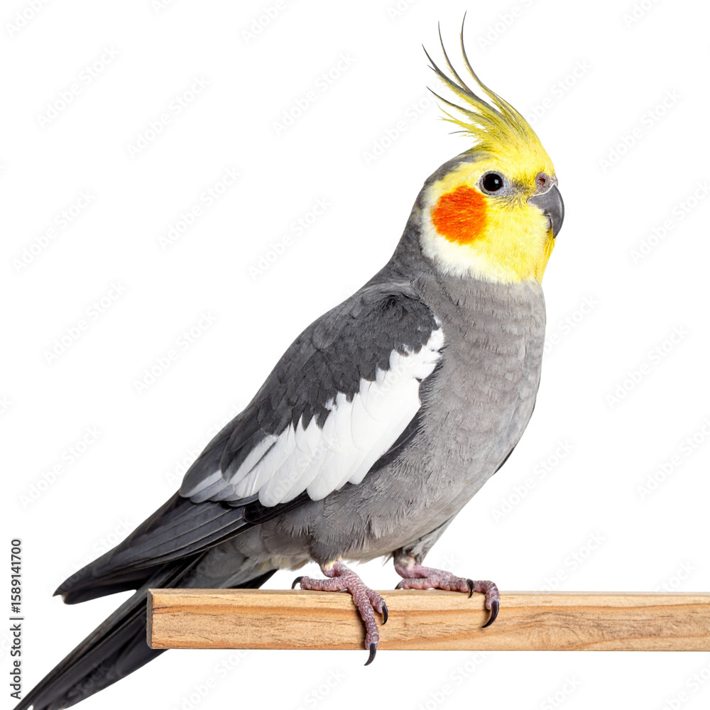 Fototapeta premium “Cute Cockatiel Bird Standing on Wooden Perch, Transparent Background”.
