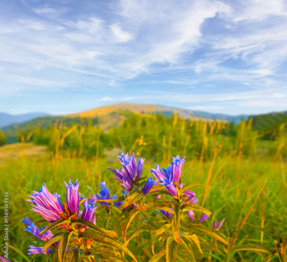 Obraz premium wild flowers growth on grass hill slope under a blue cloudy sky