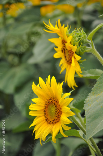 Beauty in Sunflower Fields